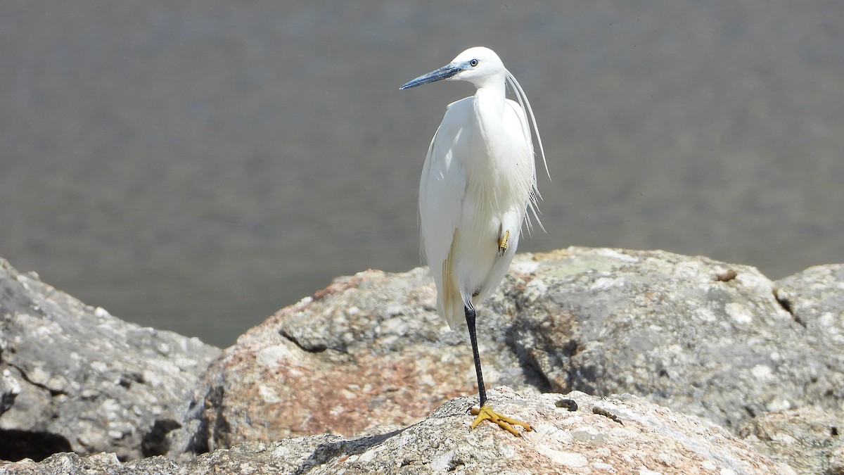 Little Egret - Manuel García Ruiz