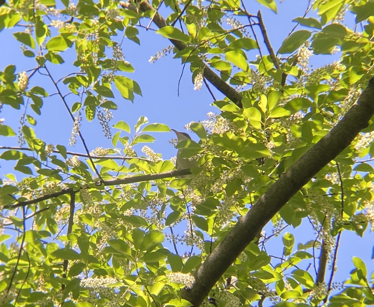 Yellow-billed Cuckoo - ML619447761