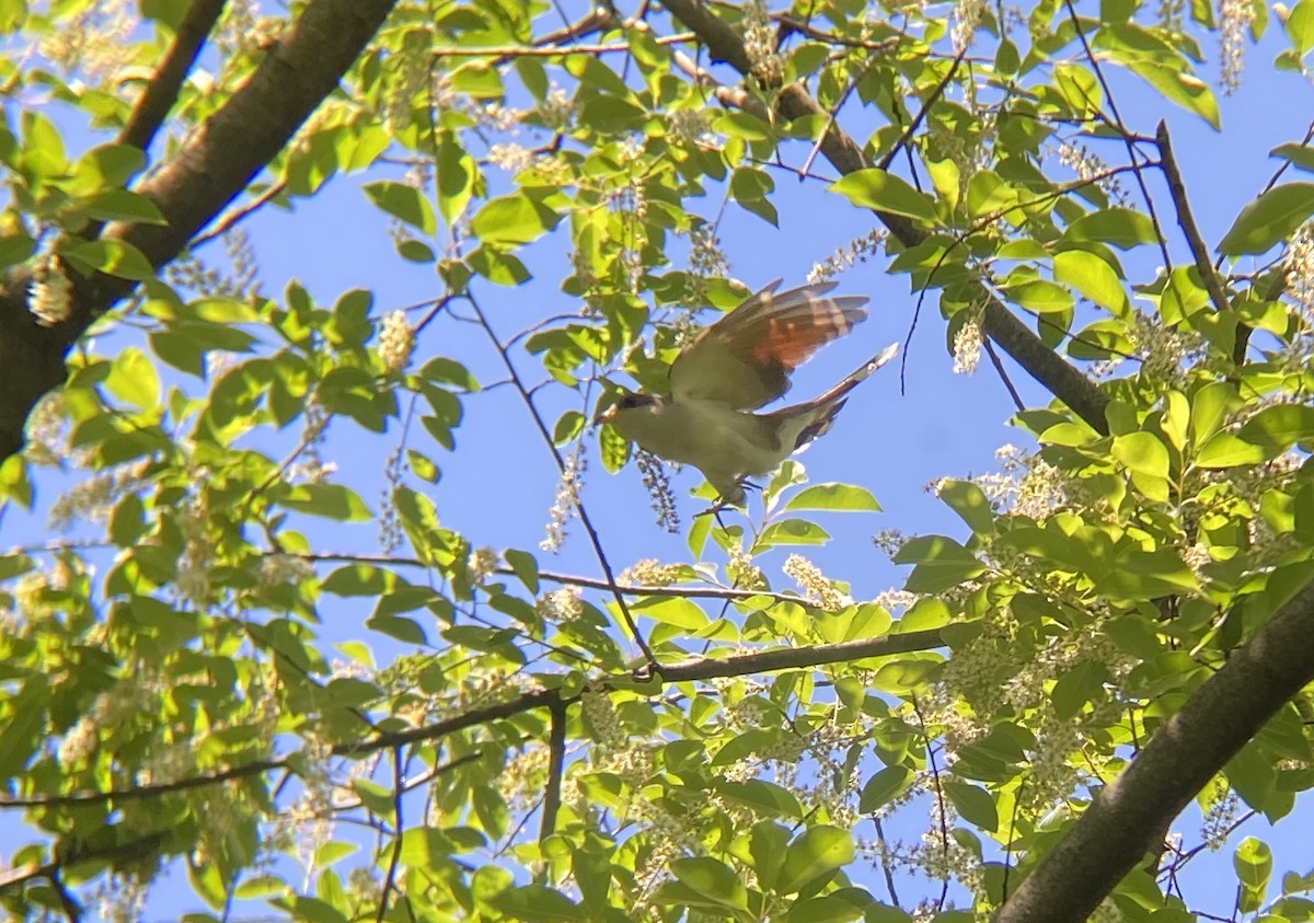 Yellow-billed Cuckoo - ML619447762