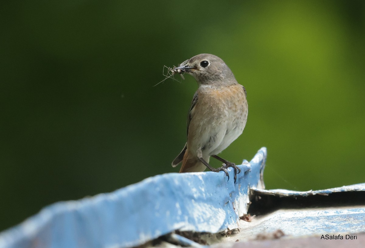 Common Redstart - Fanis Theofanopoulos (ASalafa Deri)