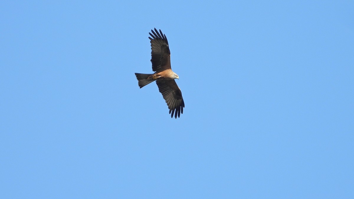 Black Kite - Manuel García Ruiz