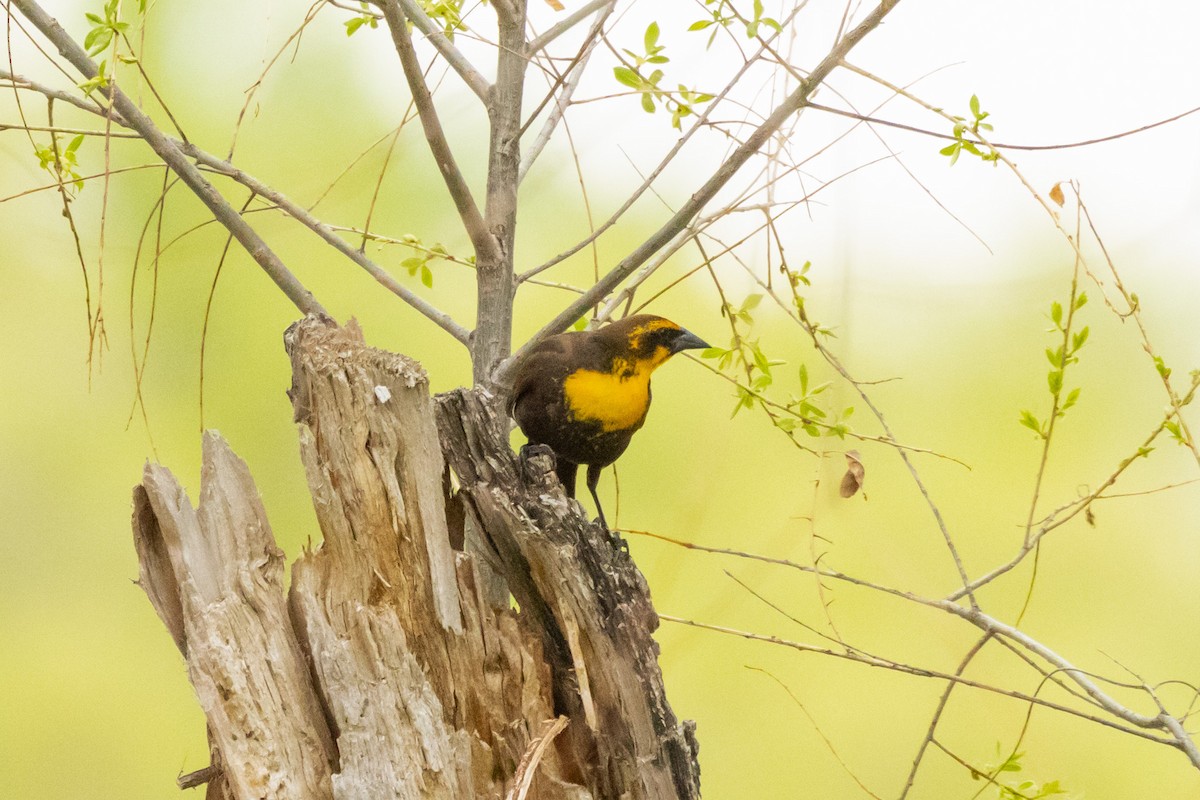 Yellow-headed Blackbird - Gordon Starkebaum