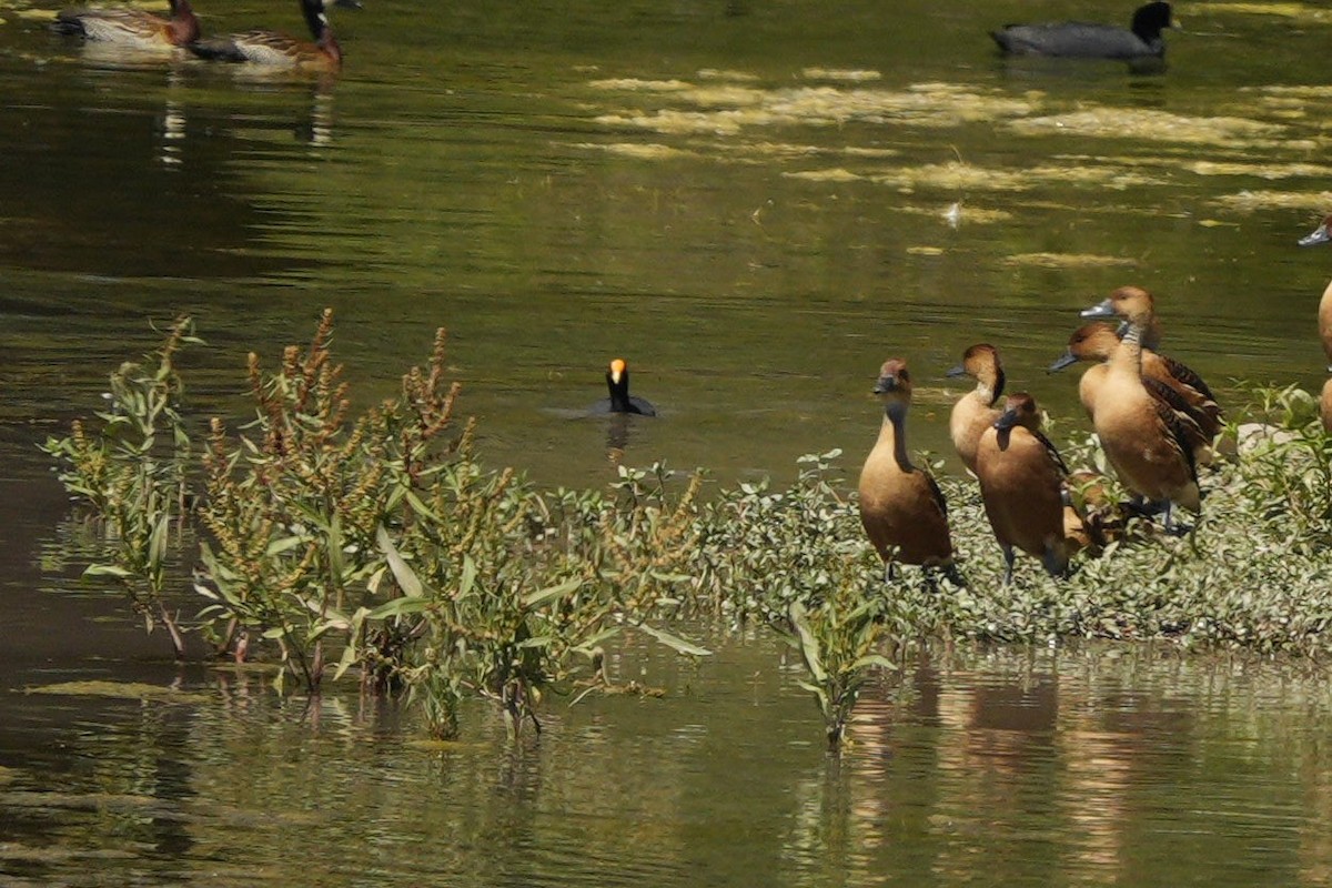 White-winged Coot - ML619447785