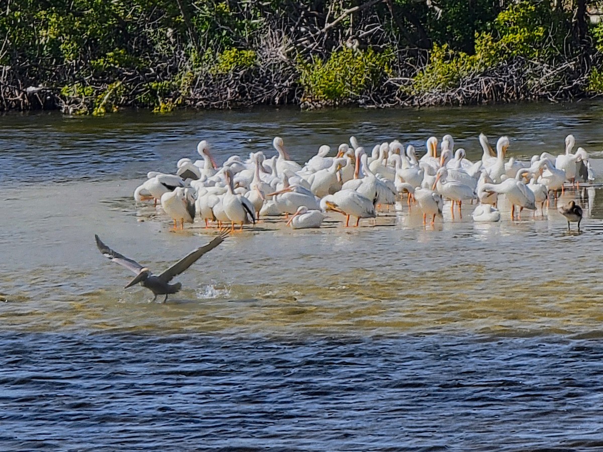 American White Pelican - ML619447786