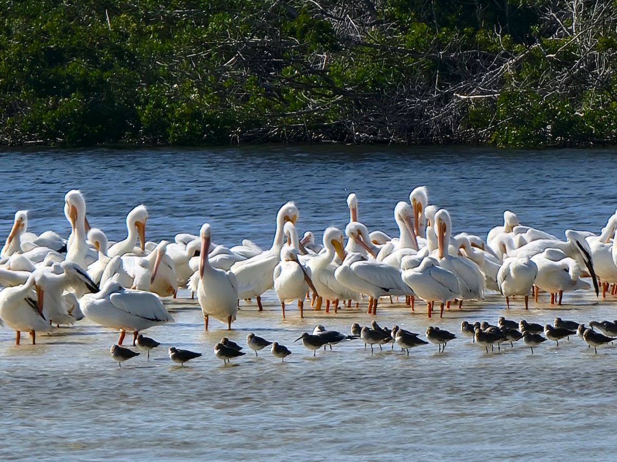 American White Pelican - ami horowitz