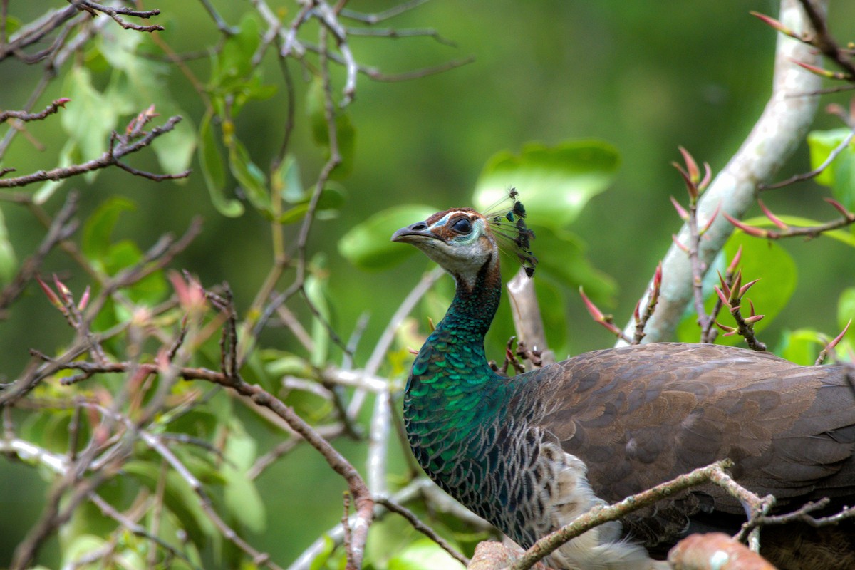 Indian Peafowl - ML619447795