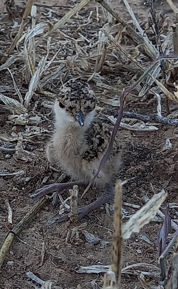 Crowned Lapwing - ML619447802