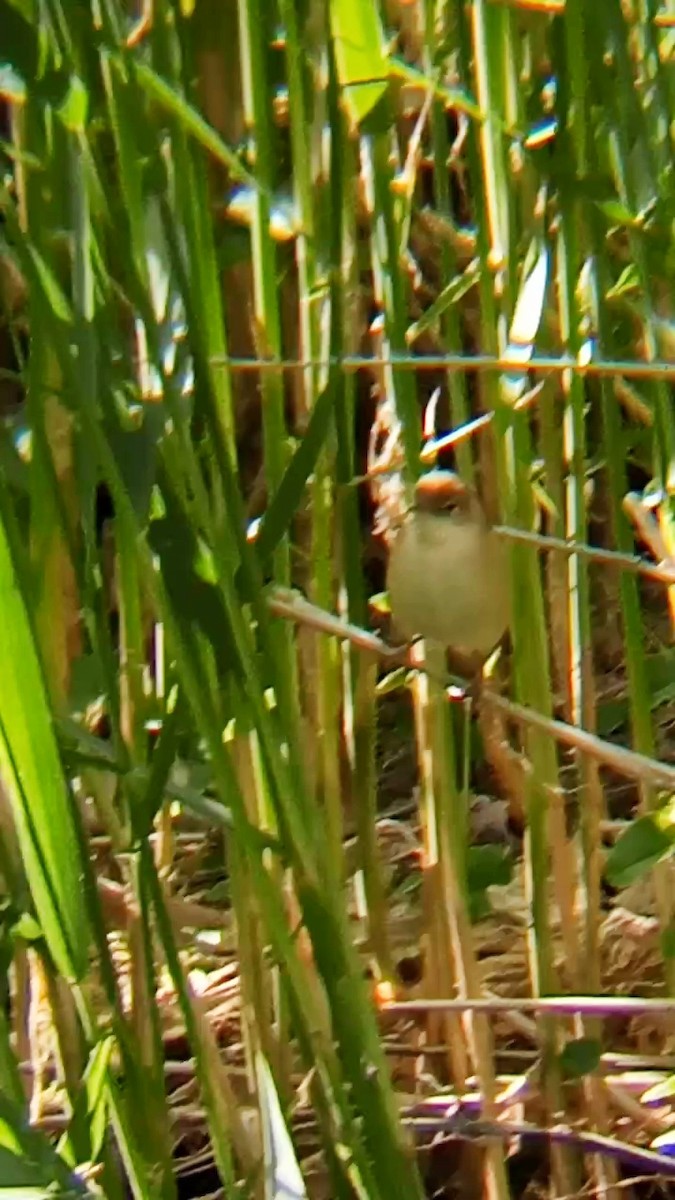 Common Reed Warbler - Laurent Pascual-Le Tallec