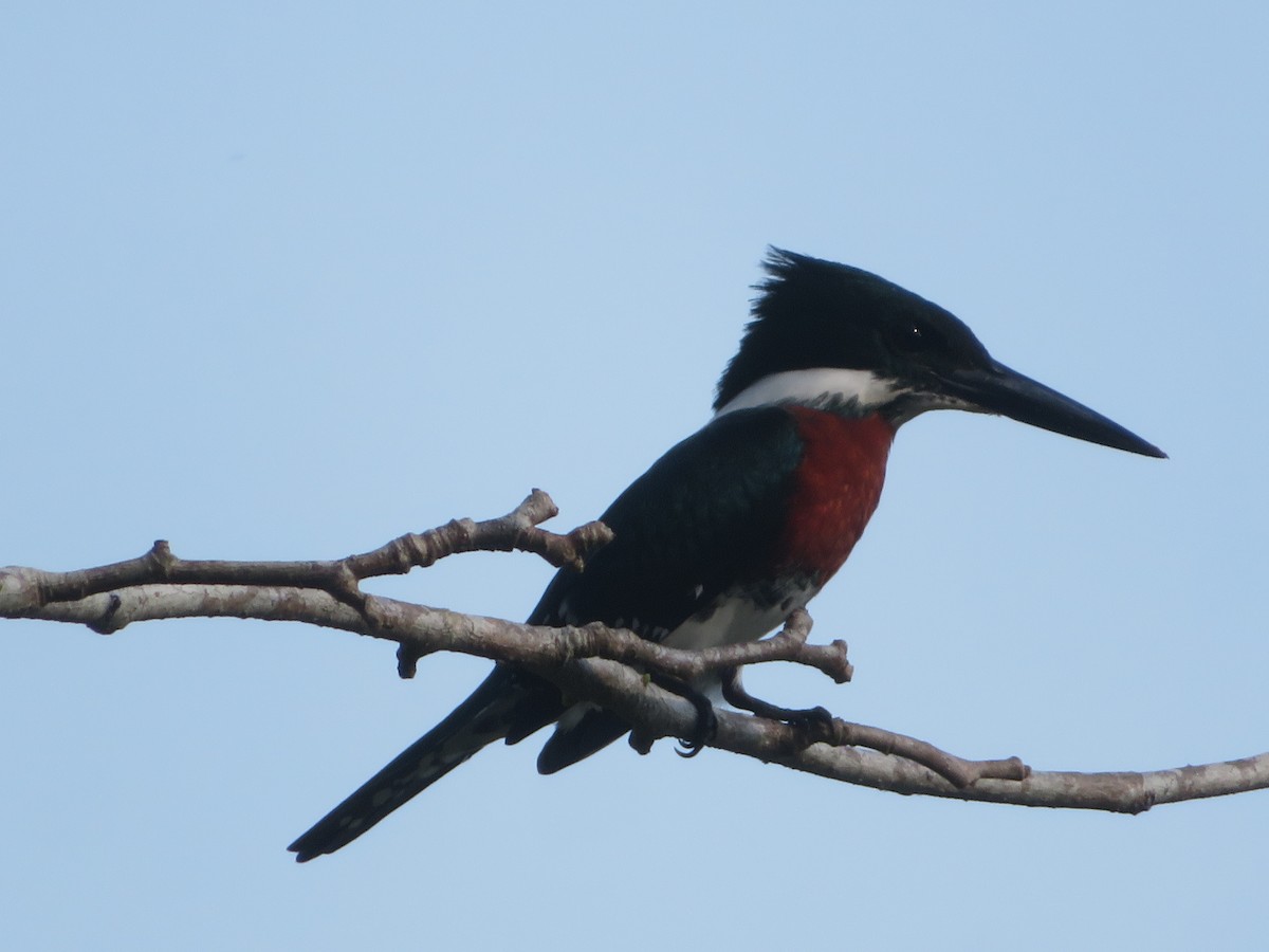 Amazon Kingfisher - John Calderón Mateus