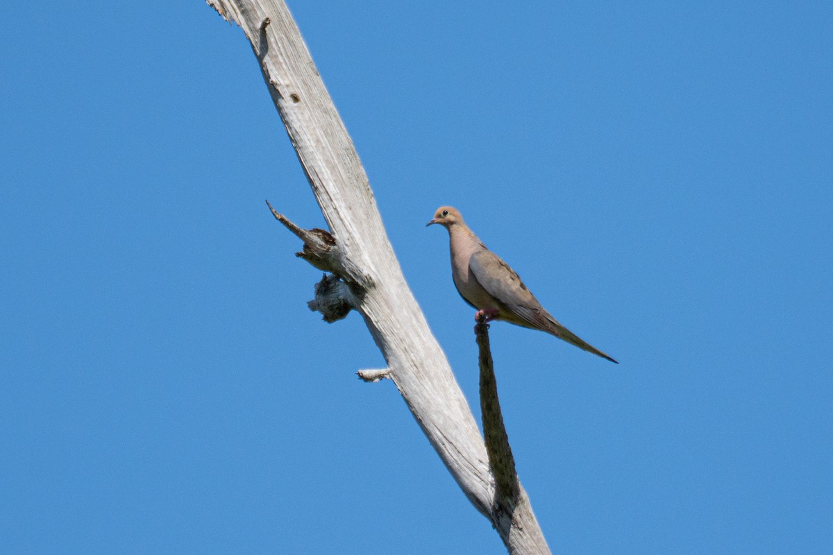 Mourning Dove - ML619447833