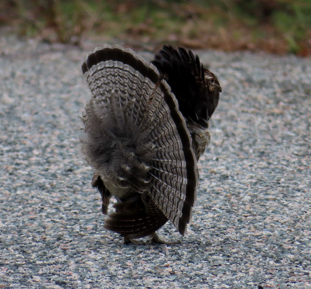 Ruffed Grouse - Sylvie Gagnon