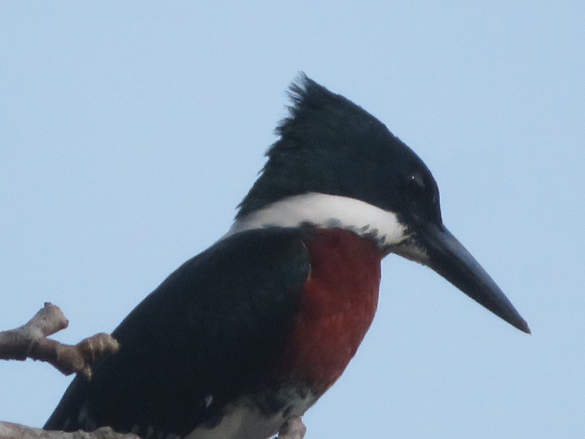 Amazon Kingfisher - John Calderón Mateus