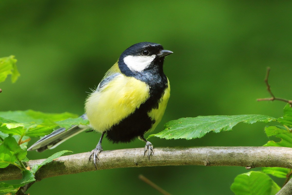 Great Tit - Krzysztof Ostrowski