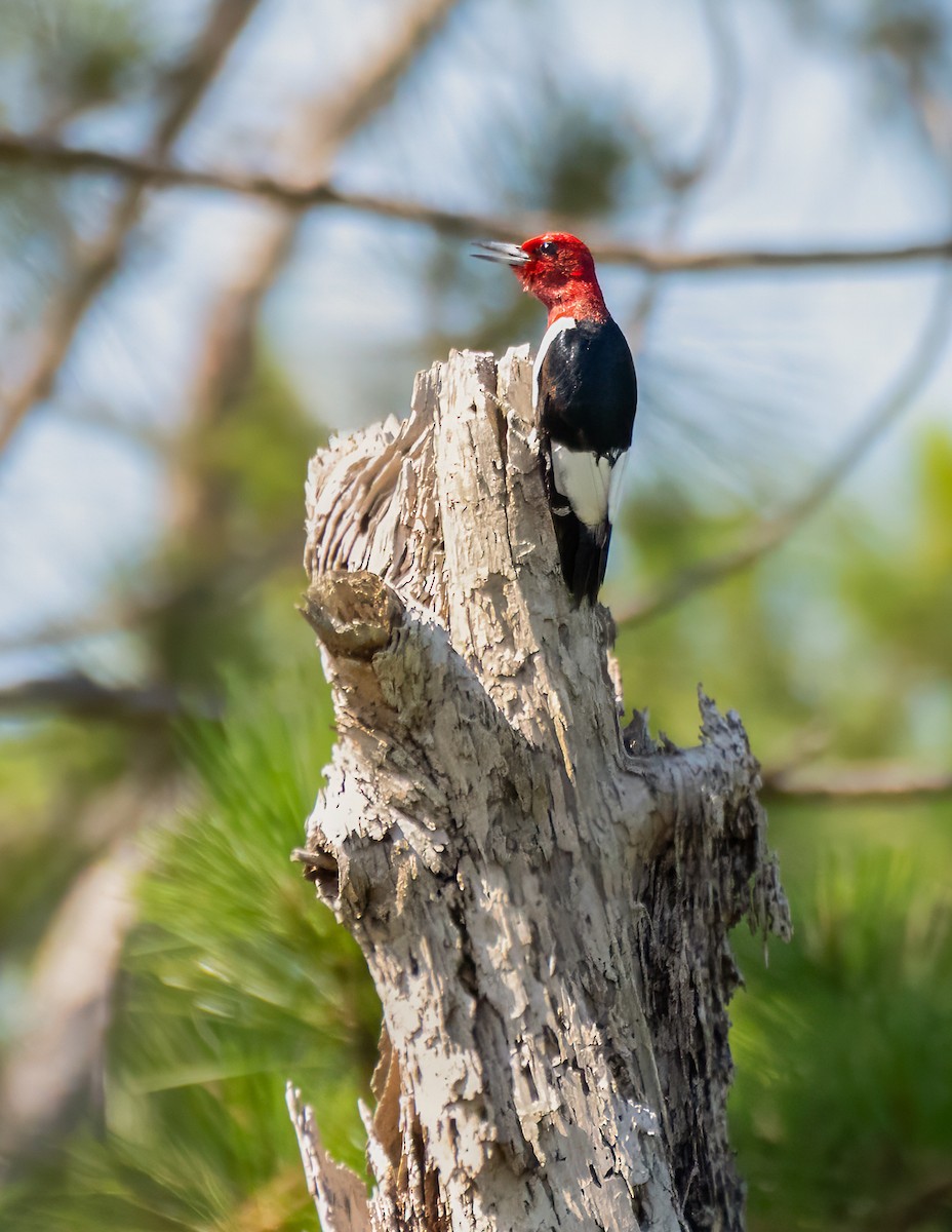 Red-headed Woodpecker - Tom Litteral