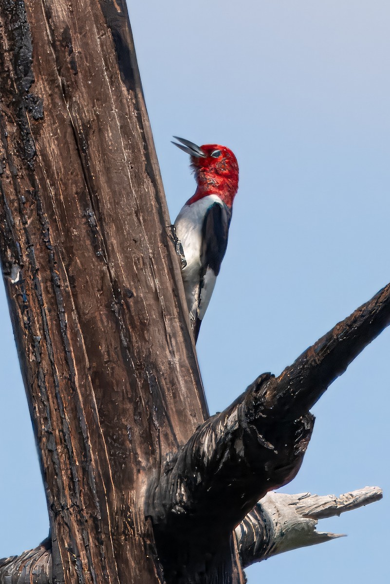 Red-headed Woodpecker - Tom Litteral
