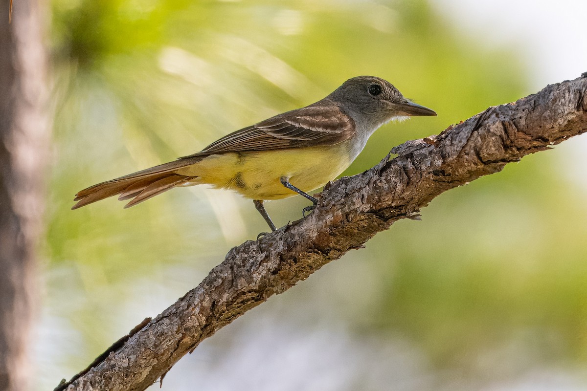 Great Crested Flycatcher - Tom Litteral