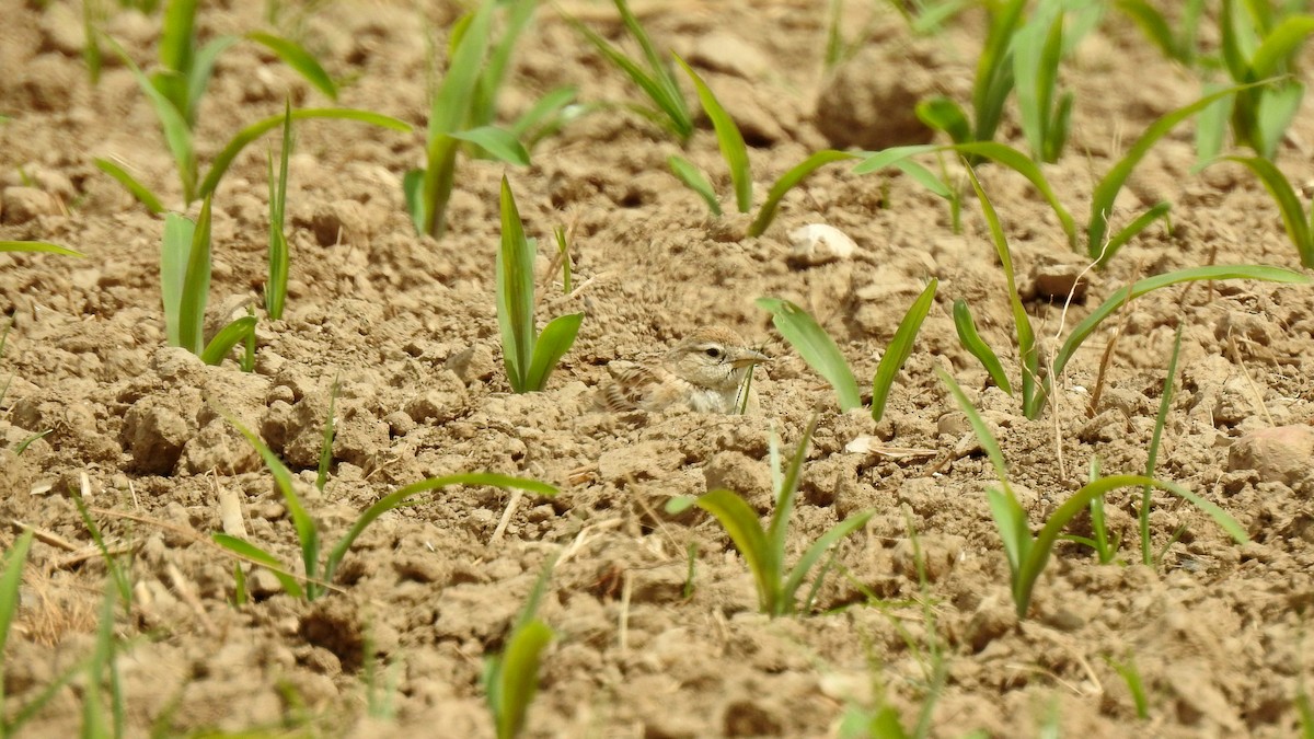 Greater Short-toed Lark - Ricardo Salgueiro