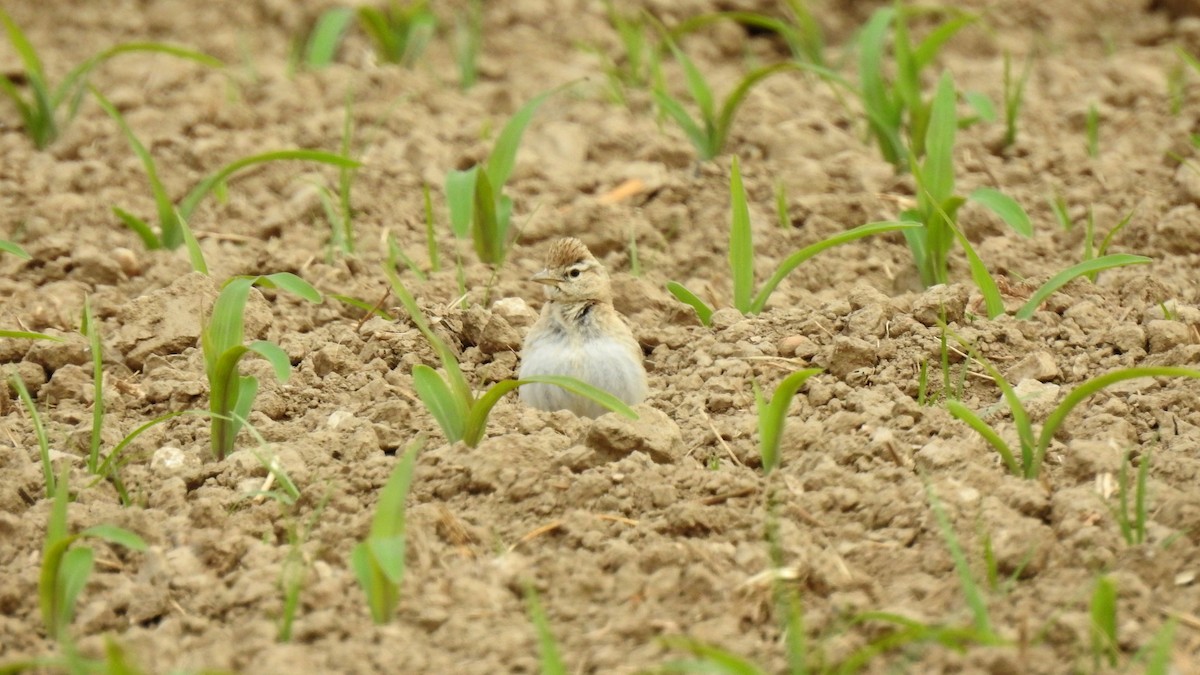 Greater Short-toed Lark - Ricardo Salgueiro