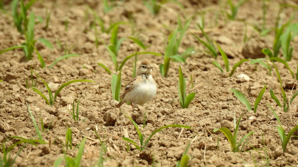 Greater Short-toed Lark - Ricardo Salgueiro