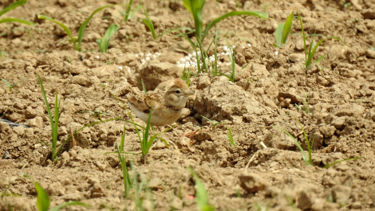 Greater Short-toed Lark - Ricardo Salgueiro