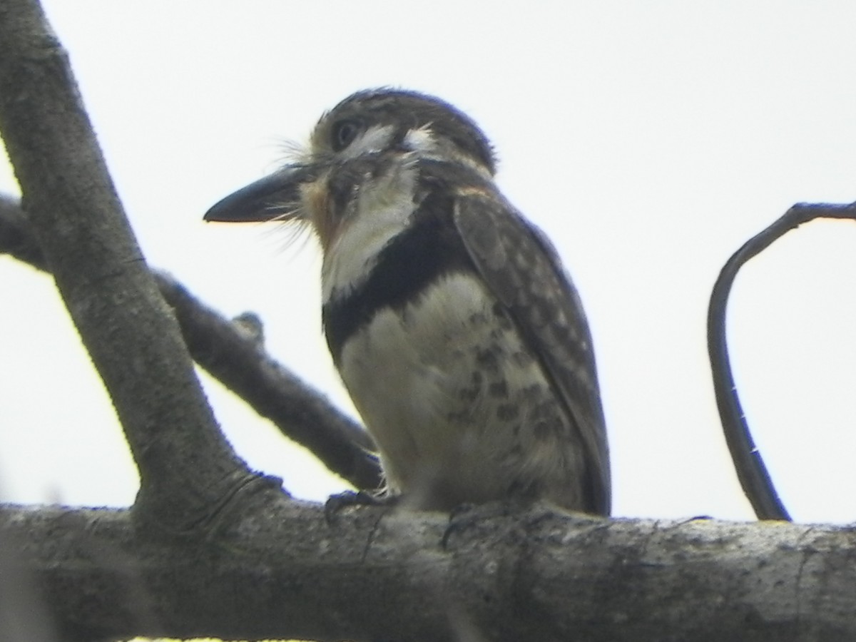 Russet-throated Puffbird - John Calderón Mateus