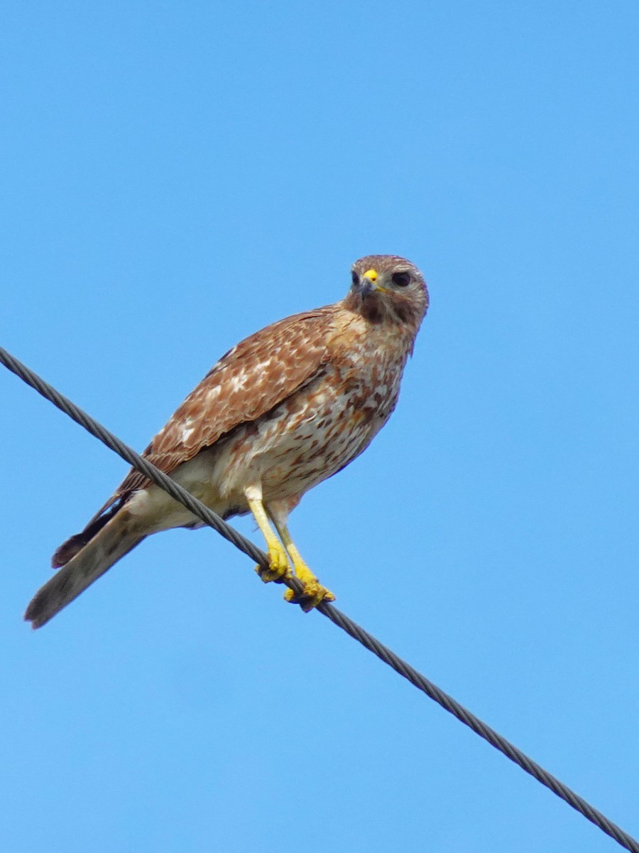 Red-shouldered Hawk - ami horowitz