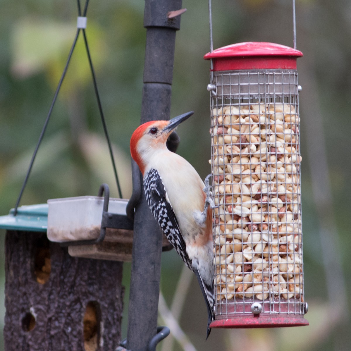 Red-bellied Woodpecker - Tim Harrop