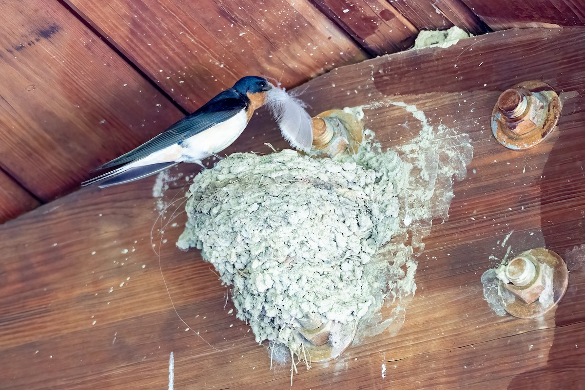 Barn Swallow - Kayann Cassidy