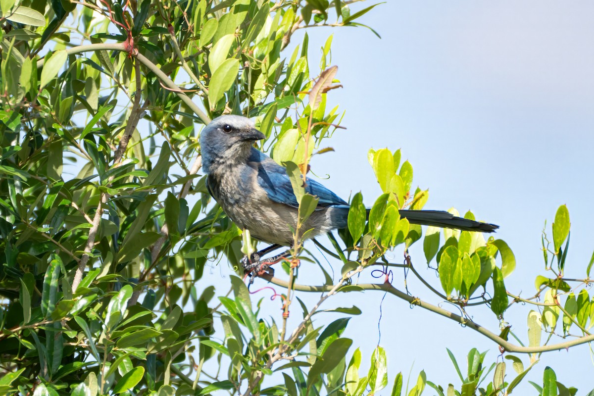 Florida Scrub-Jay - ML619447877