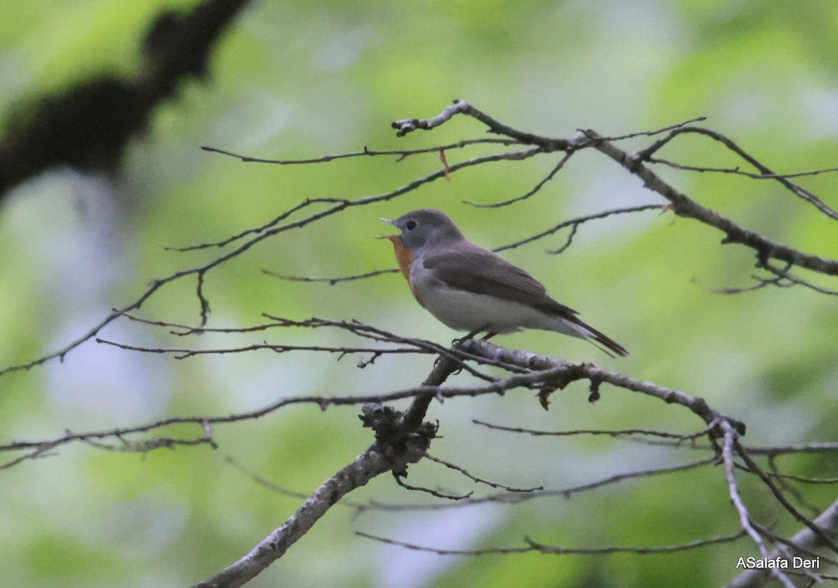 Red-breasted Flycatcher - Fanis Theofanopoulos (ASalafa Deri)