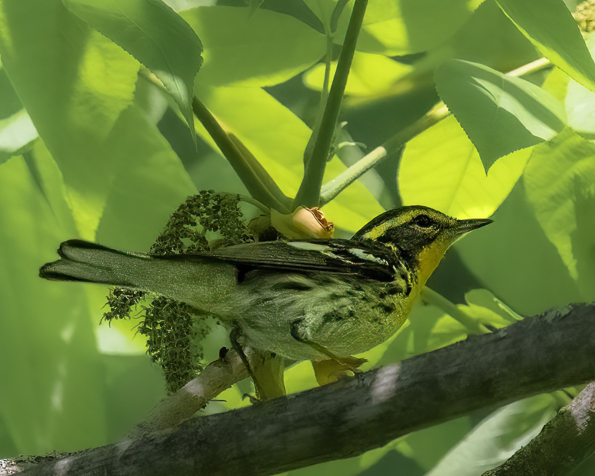 Blackburnian Warbler - Mark Singer