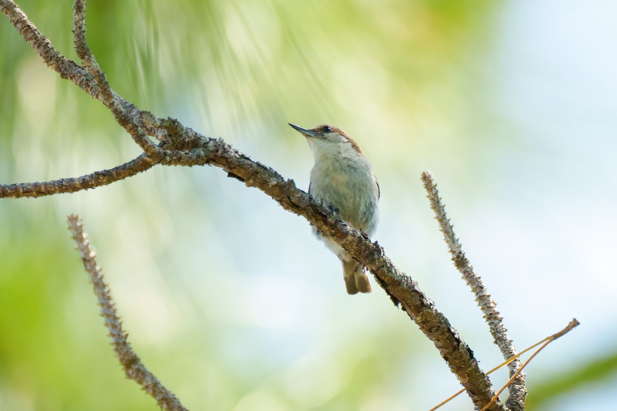 Brown-headed Nuthatch - Tom Litteral