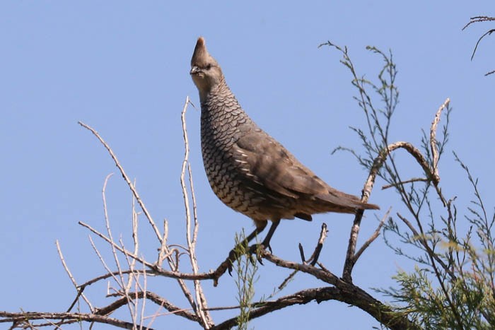 Scaled Quail - Tony Godfrey