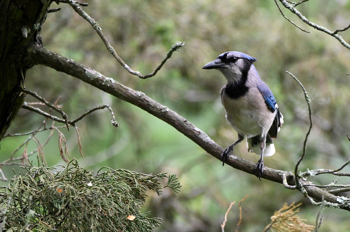 Blue Jay - Kevin Smith