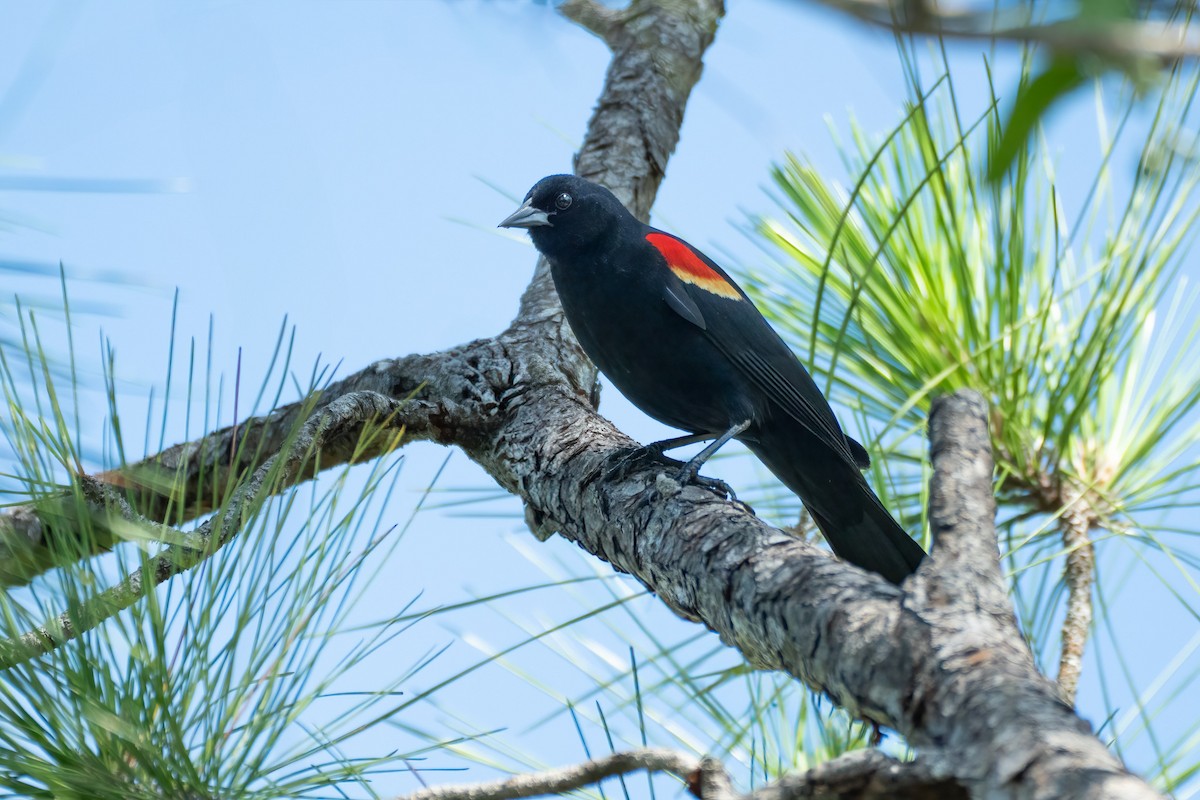 Red-winged Blackbird - ML619447910