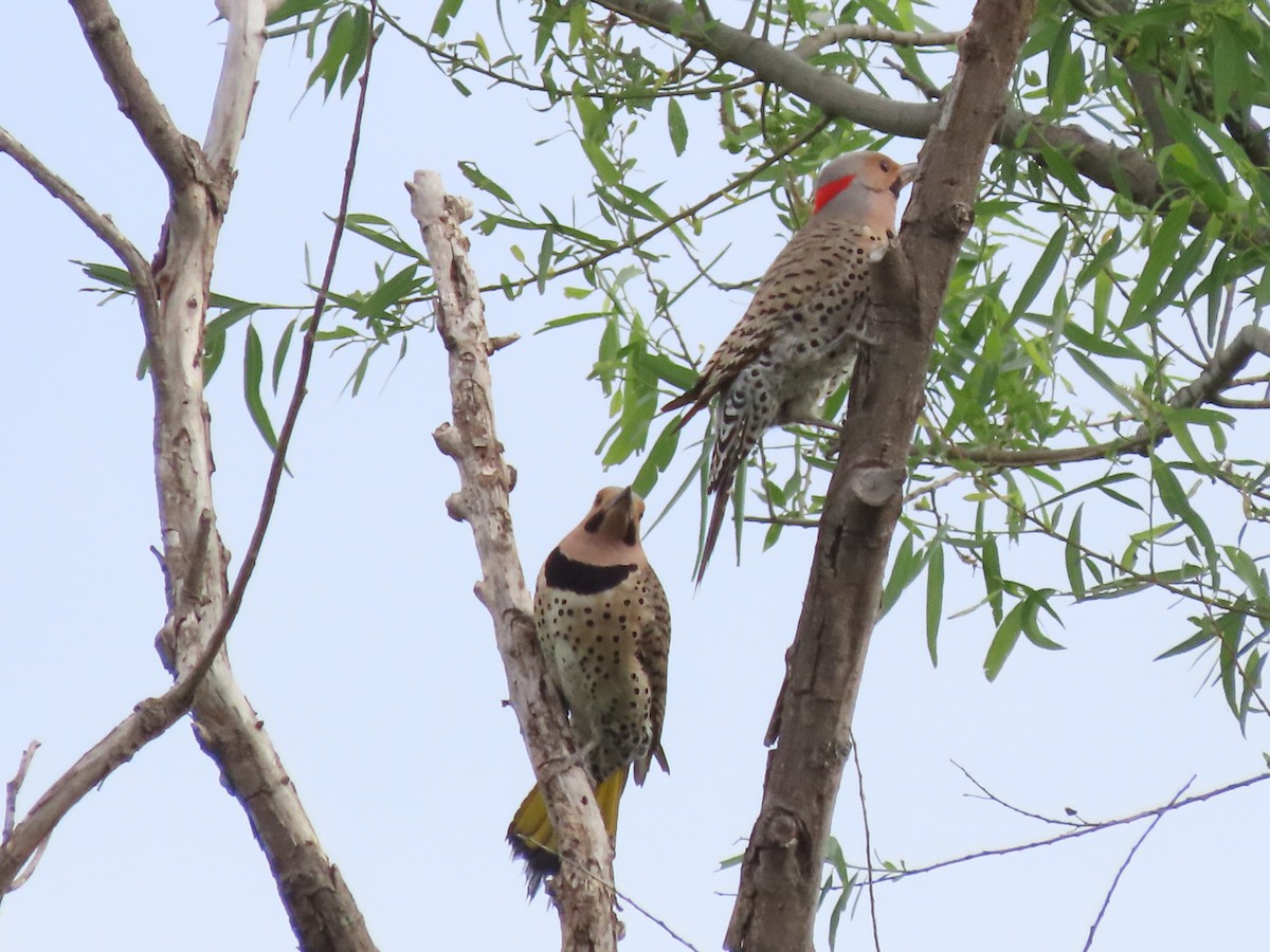 Northern Flicker - ML619447913