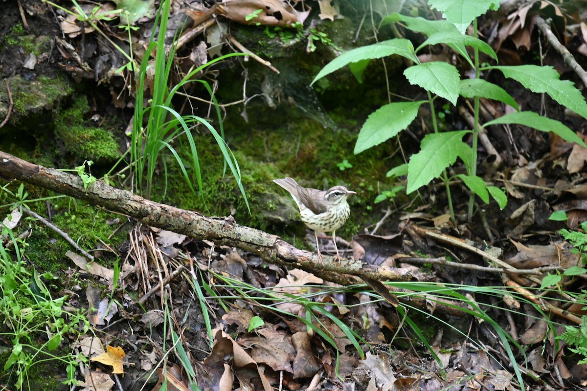 Louisiana Waterthrush - Cathy Spahn