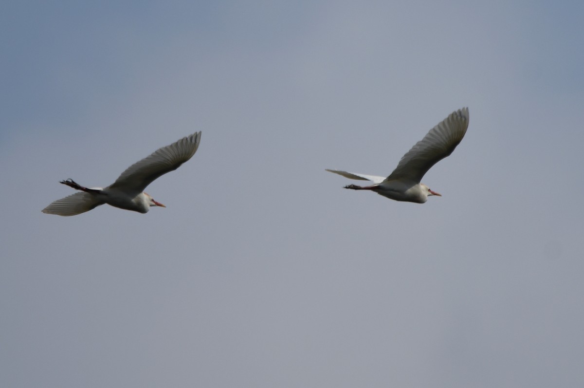 Western Cattle Egret - Kevin Smith