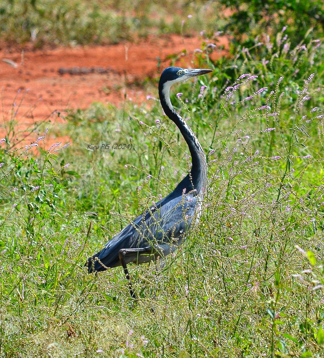 Black-headed Heron - Chris Kieu