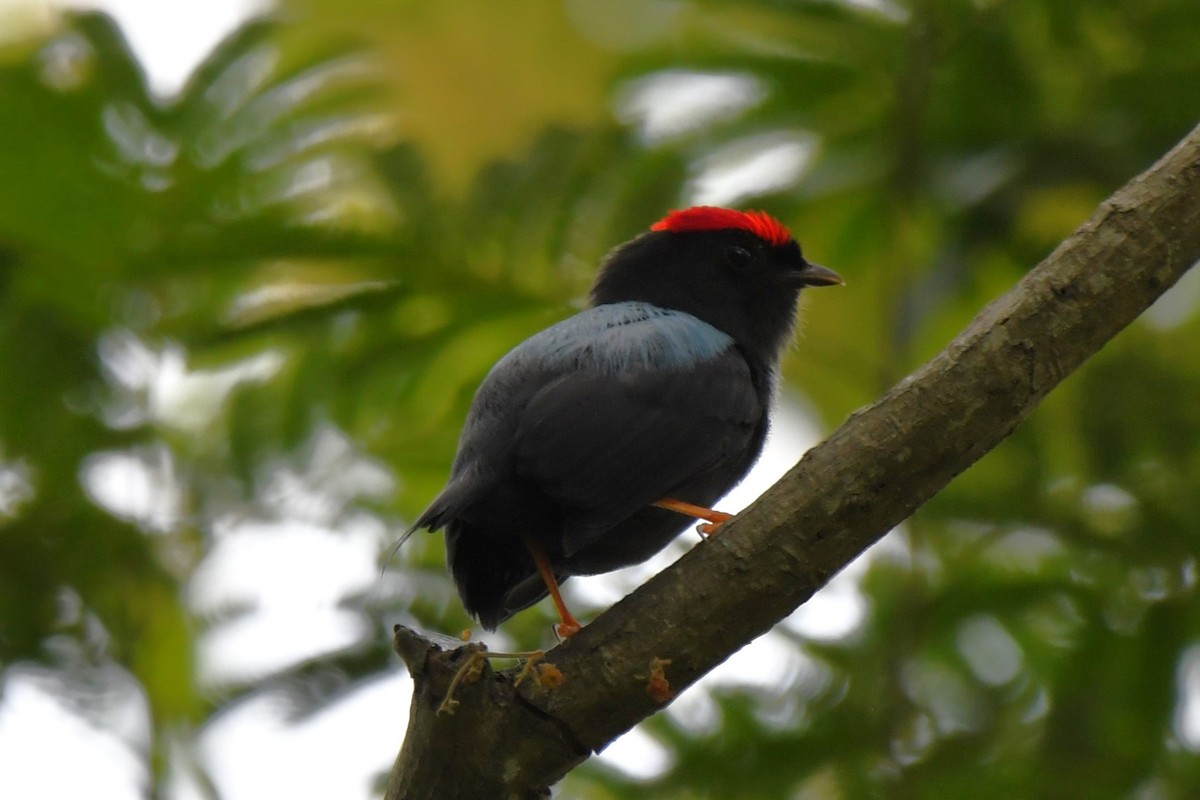 Lance-tailed Manakin - Dan Bormann