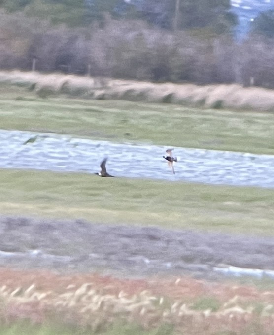 American Golden-Plover - McKay Olson