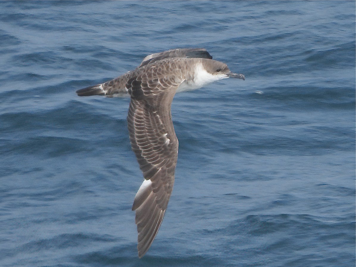 Great Shearwater - Patricia Teague