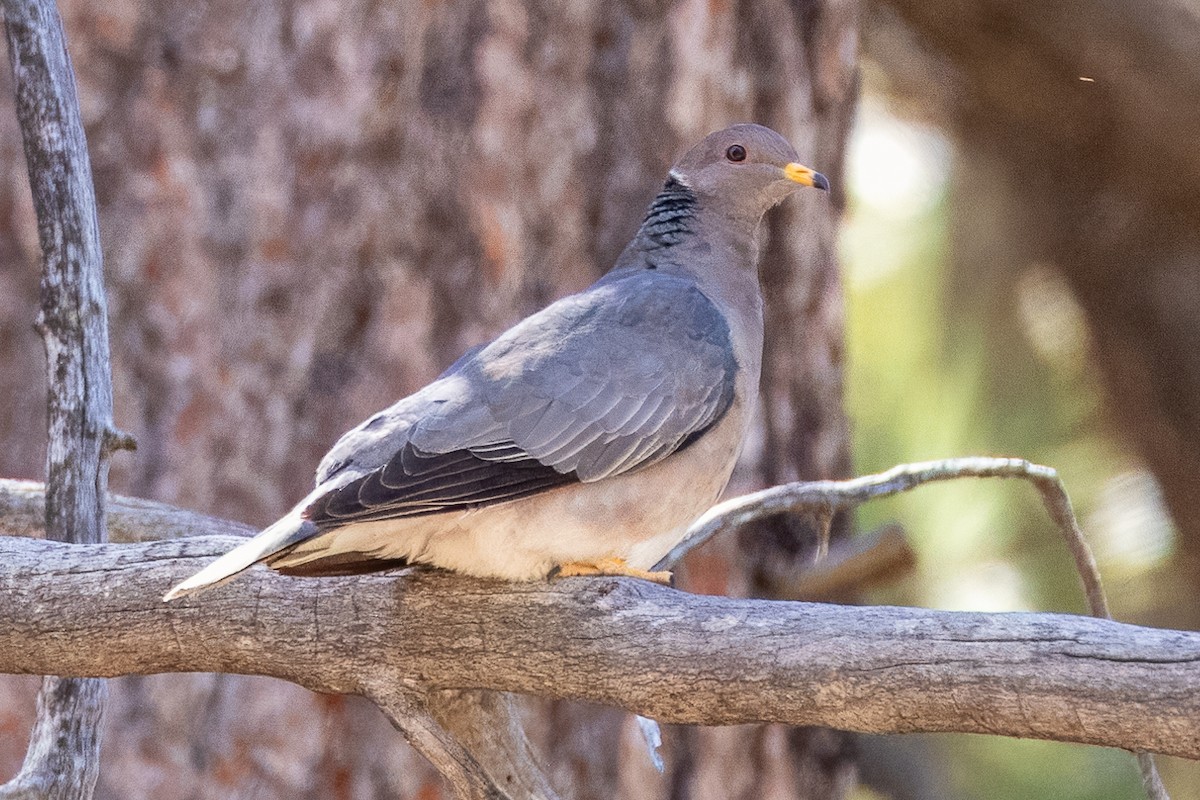 Band-tailed Pigeon - Colin  Drummond