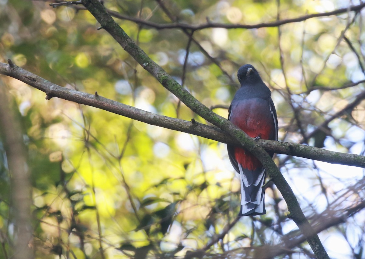 Surucua Trogon - ML619447999