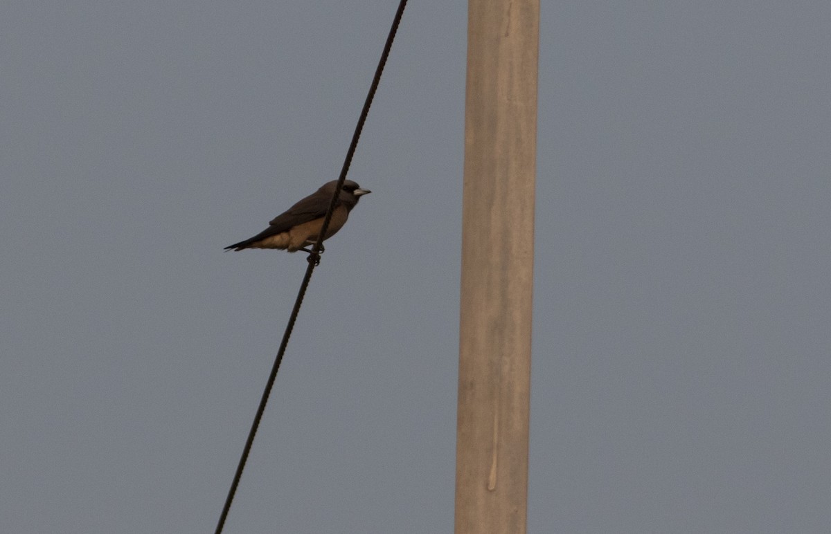 Ashy Woodswallow - ML619448001