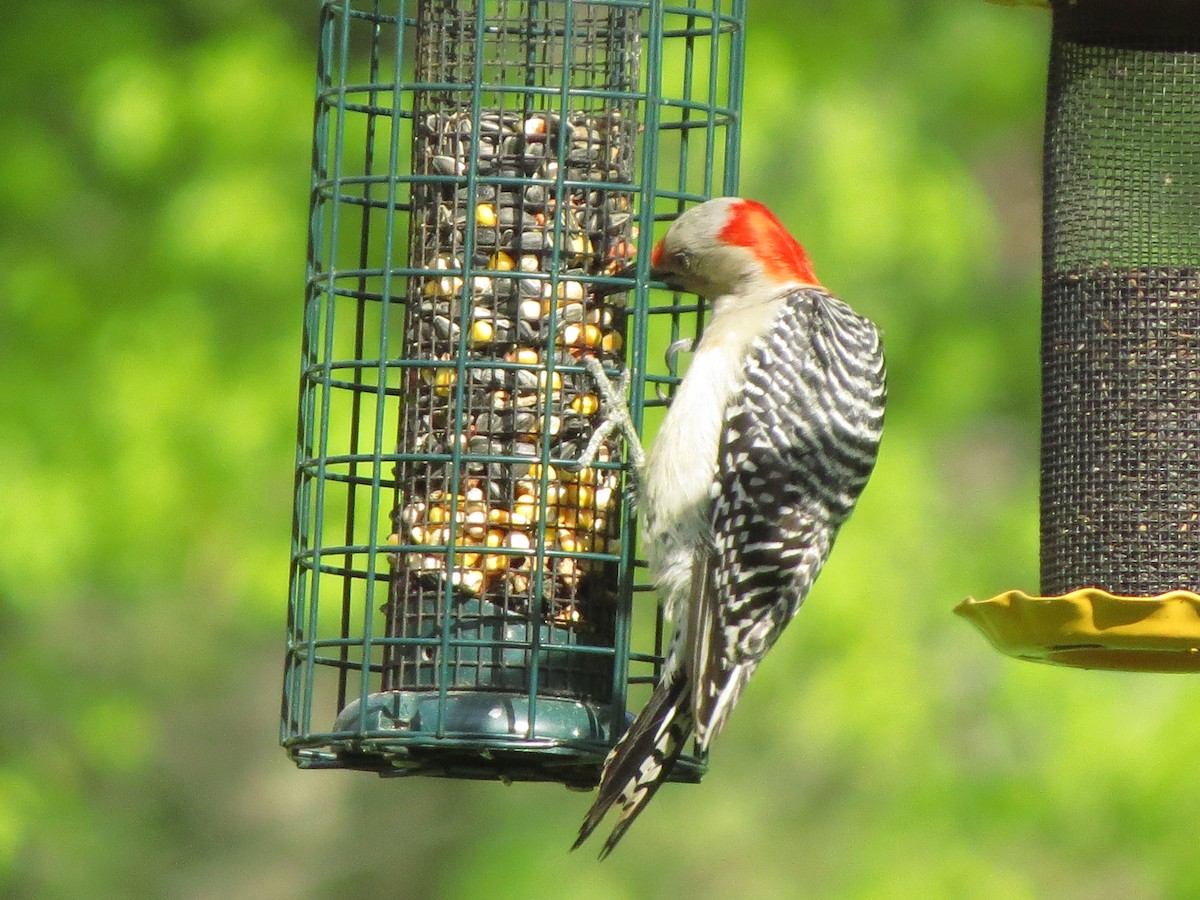 Red-bellied Woodpecker - ML619448006