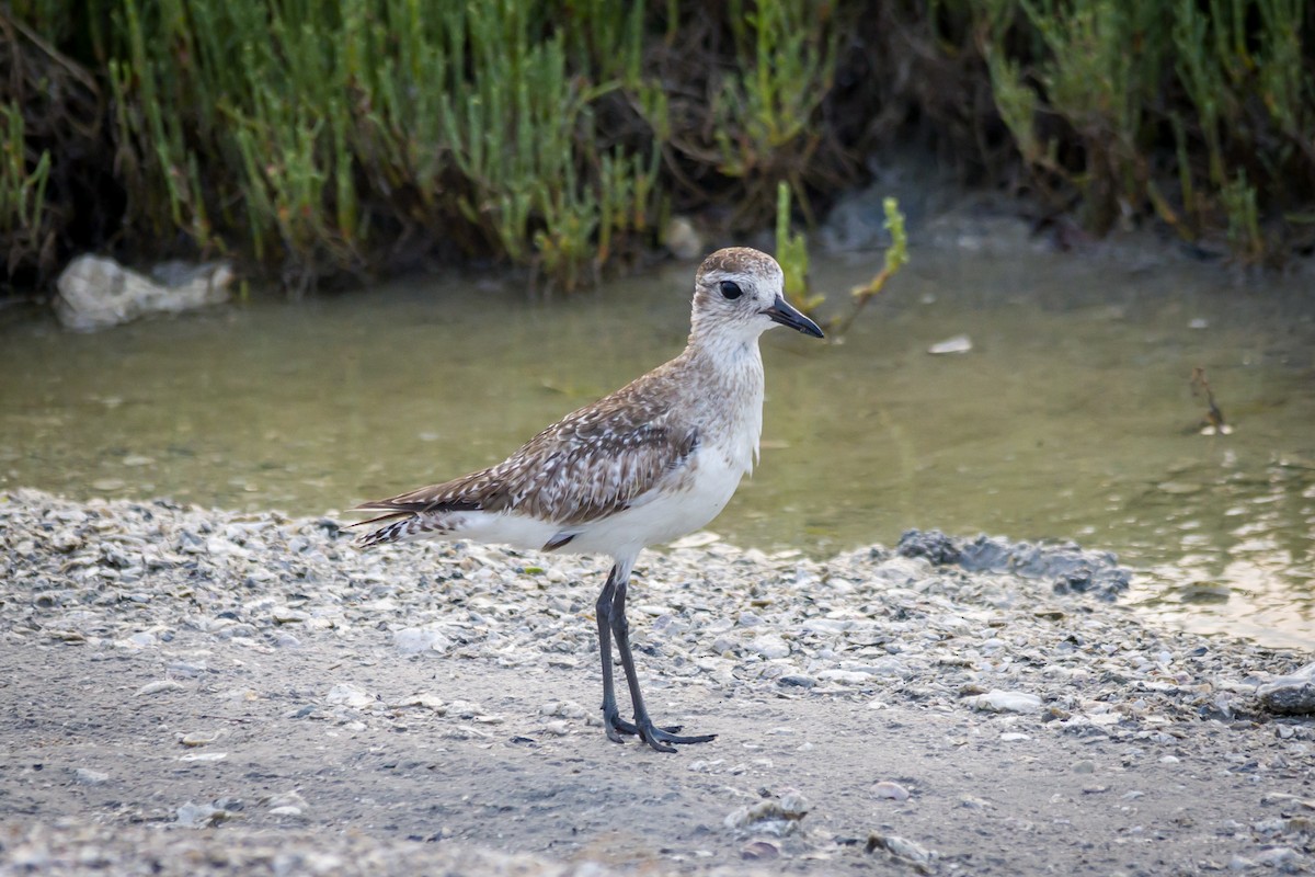 Black-bellied Plover - ML619448008