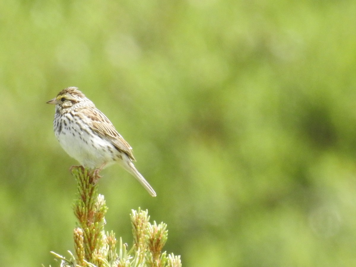 Savannah Sparrow - ML61944801