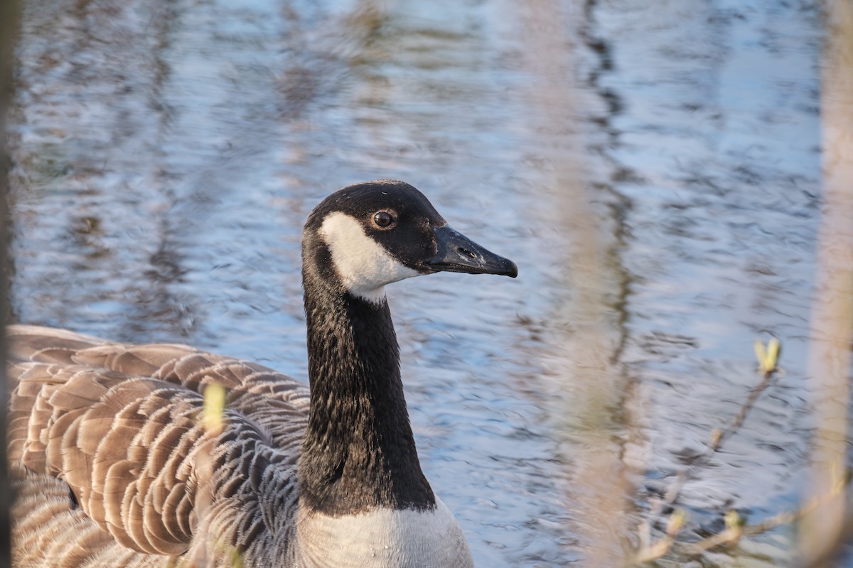 Canada Goose - ML619448010