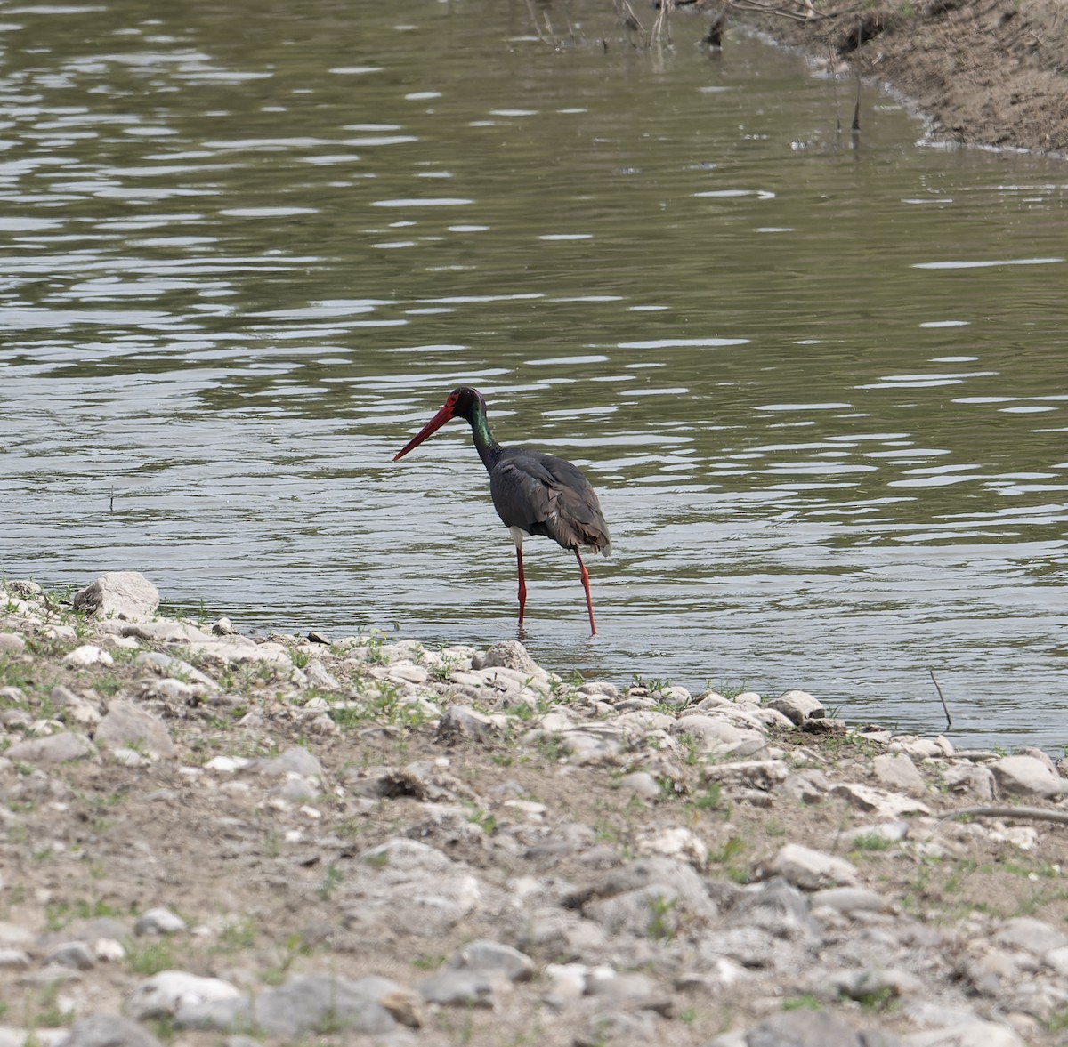 Black Stork - ML619448018